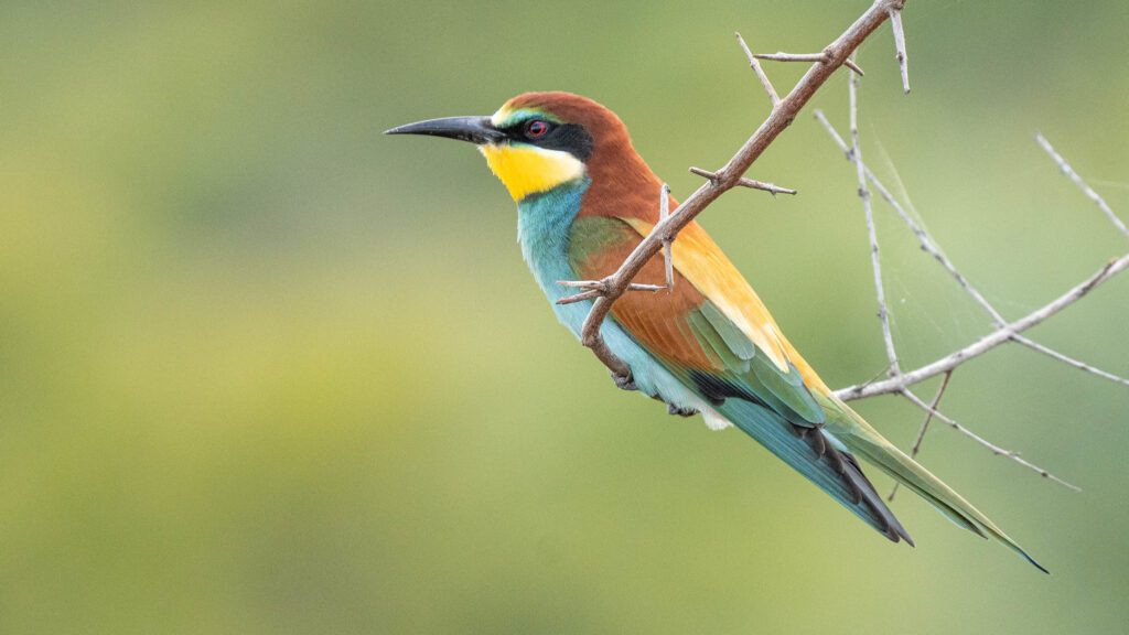 Kruger National Park