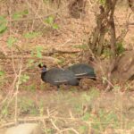 Lake Manyara National Park