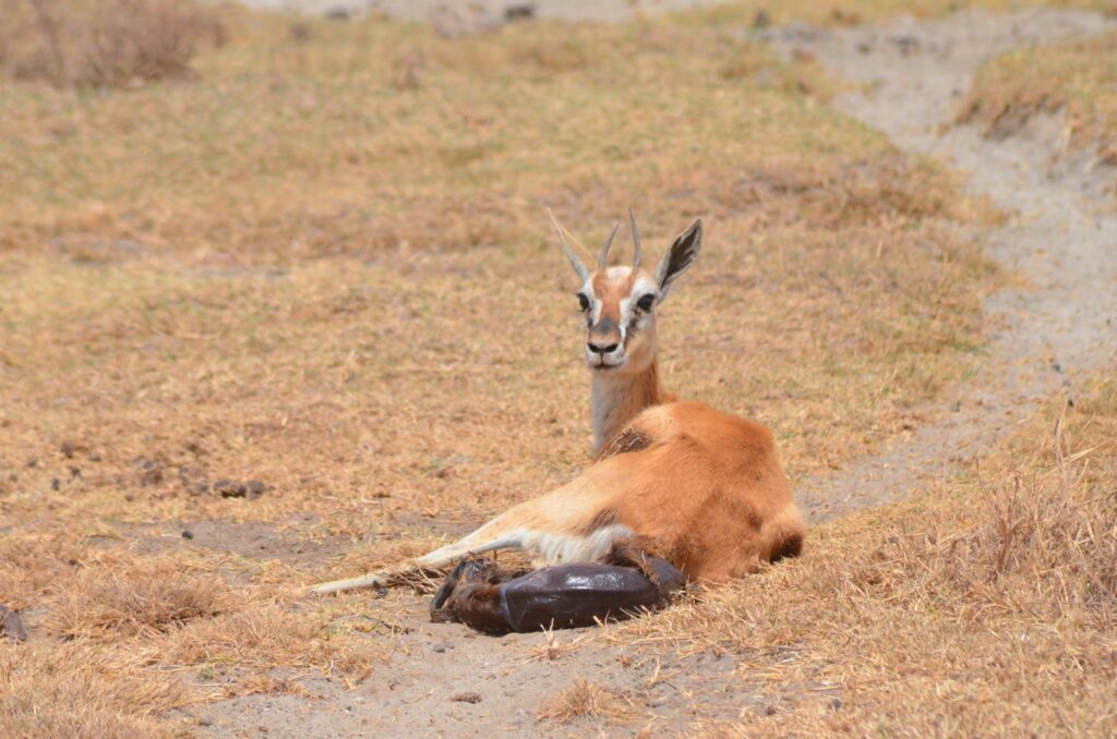 Lake Nakuru National Park