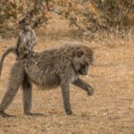 Lake Nakuru and Maasai Mara Safari – 5 days