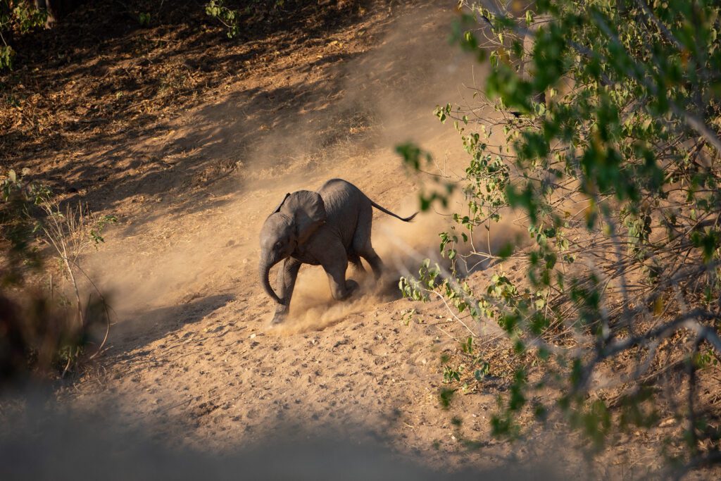 Mana Pools National Park