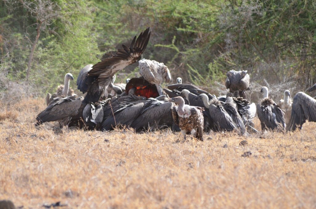 Masai Mara National Reserve