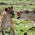 Masai Mara Wildlife Adventure – 4 days