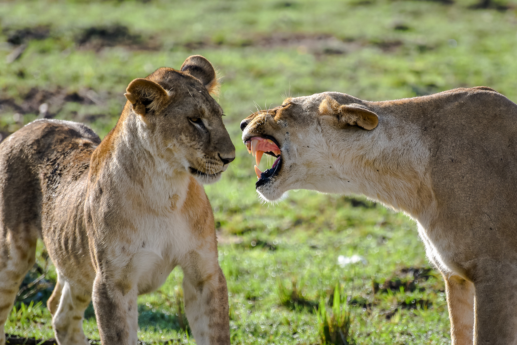 Masai Mara Wildlife Adventure – 4 days