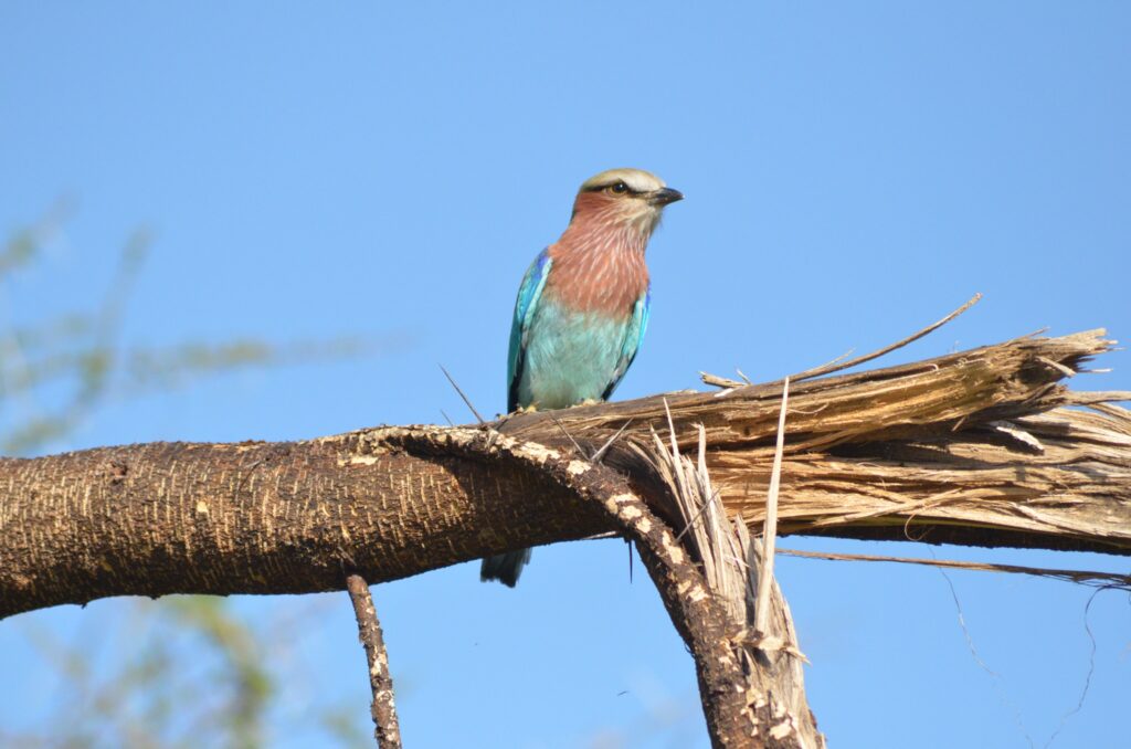 Mikumi National Park