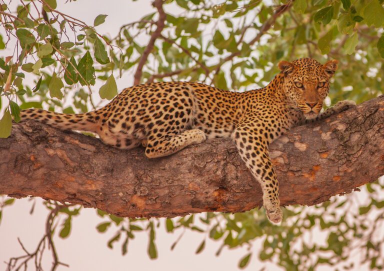 Moremi Game Reserve and Savuti Experience – 8 days