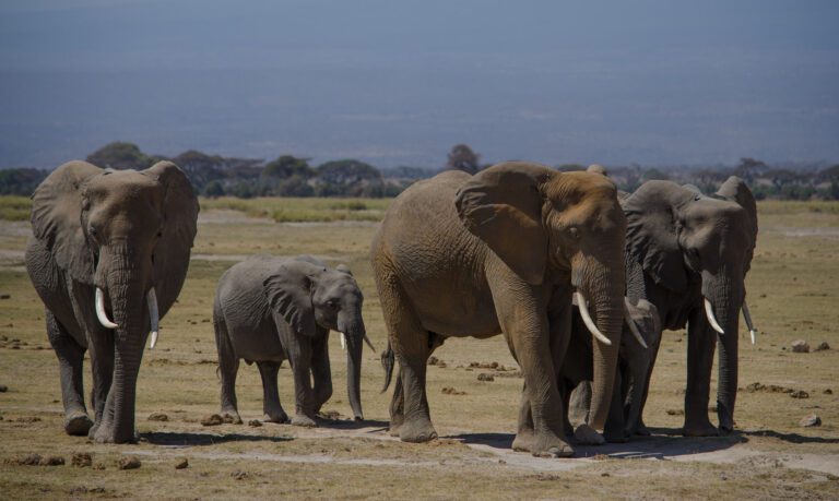 Mount Kenya