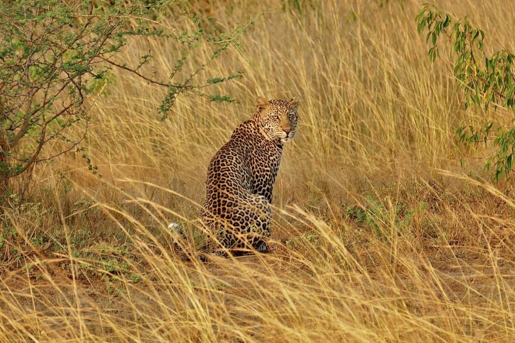 Murchison Falls National Park