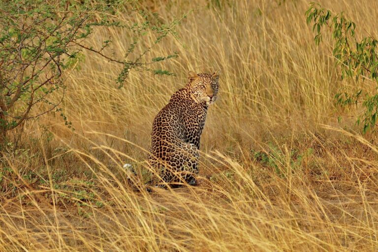 Murchison Falls National Park