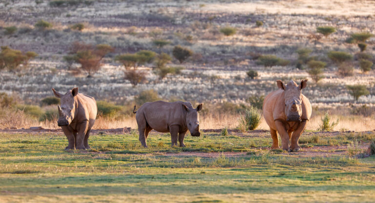 Namibia Family Safari – 9 days