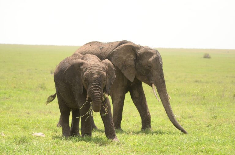 Ngorongoro Conservation Area