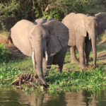 Queen Elizabeth National Park