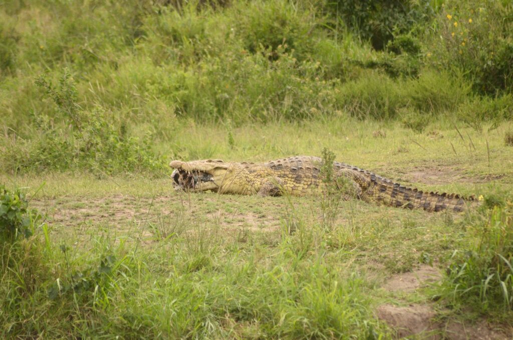 Ruaha National Park