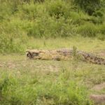 Ruaha National Park