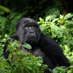 Rwanda Primate Safari – 8 days