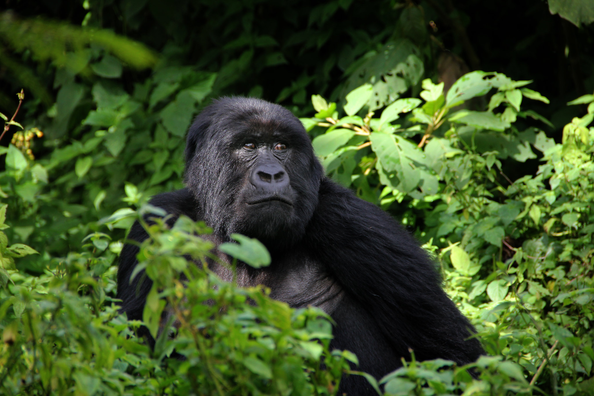 Rwanda Primate Safari – 8 days