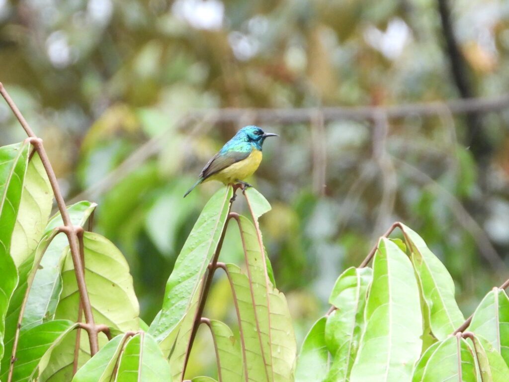 Rwenzori Mountains National Park