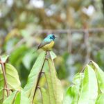 Rwenzori Mountains National Park