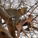 Samburu National Reserve