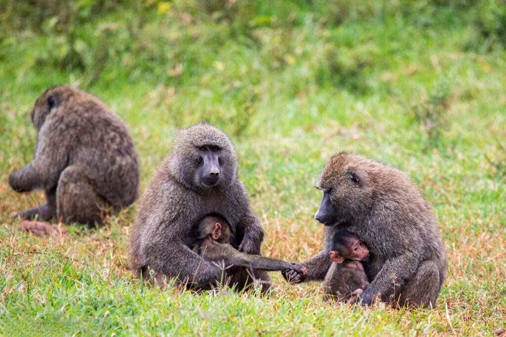 Samburu and Aberdare Wilderness – 8 days