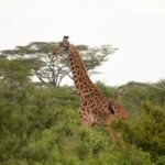 Selous Game Reserve