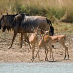 Selous Game Reserve and Ruaha National Park Expedition – 8 Days