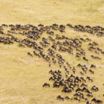 Serengeti Migration Safari – 7 days