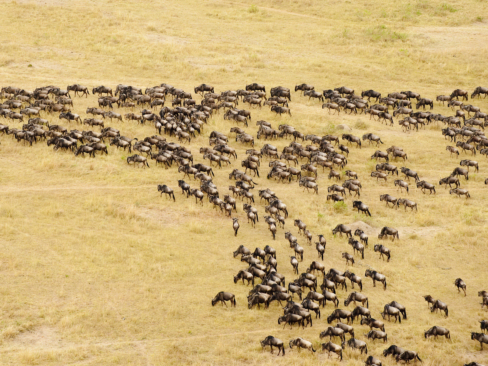 Serengeti Migration Safari – 7 days