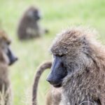 Tanzania Northern Circuit Adventure – 10-Day Safari Journey