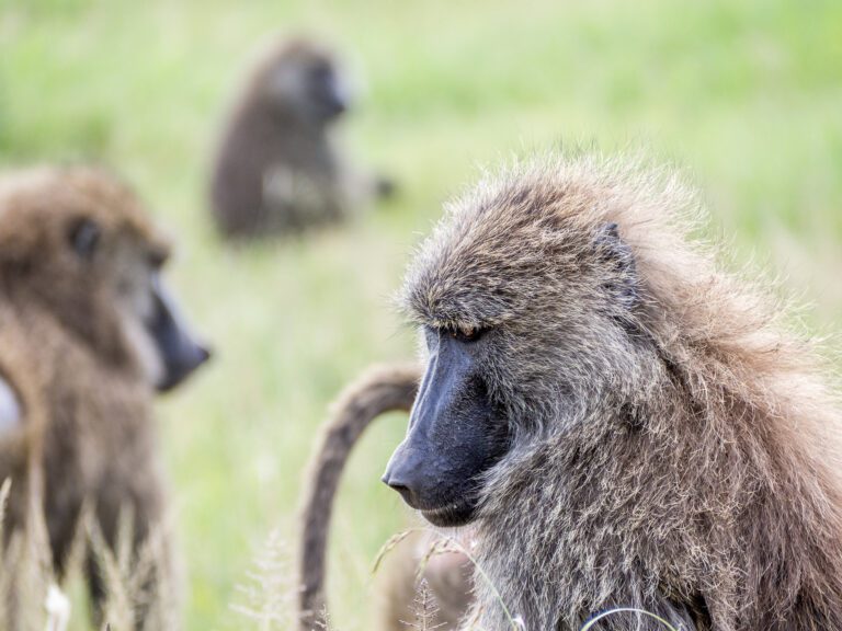 Tanzania Northern Circuit Safari - 10-Day