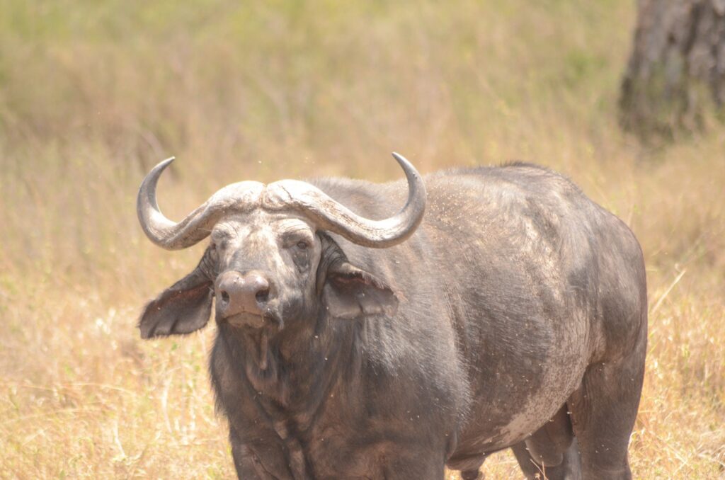 Tarangire National Park