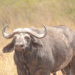 Tarangire National Park