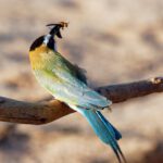 Tsavo National Parks