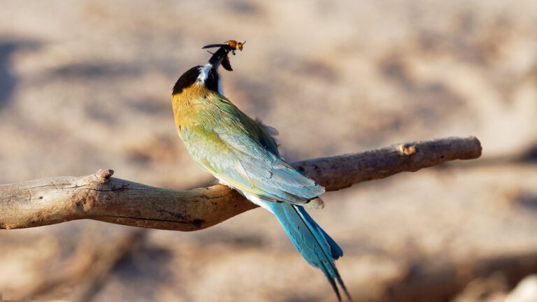 Tsavo National Parks