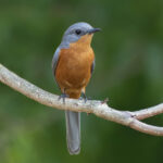 Uganda Bird Watching Tour – 9 days