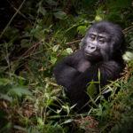 Uganda Gorilla Habituation Experience – 5 days