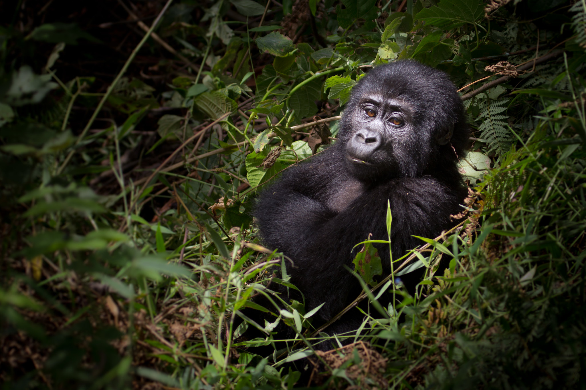 Uganda Gorilla Habituation Experience – 5 days