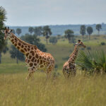 Uganda Wildlife and Cultural Encounter – 12 days