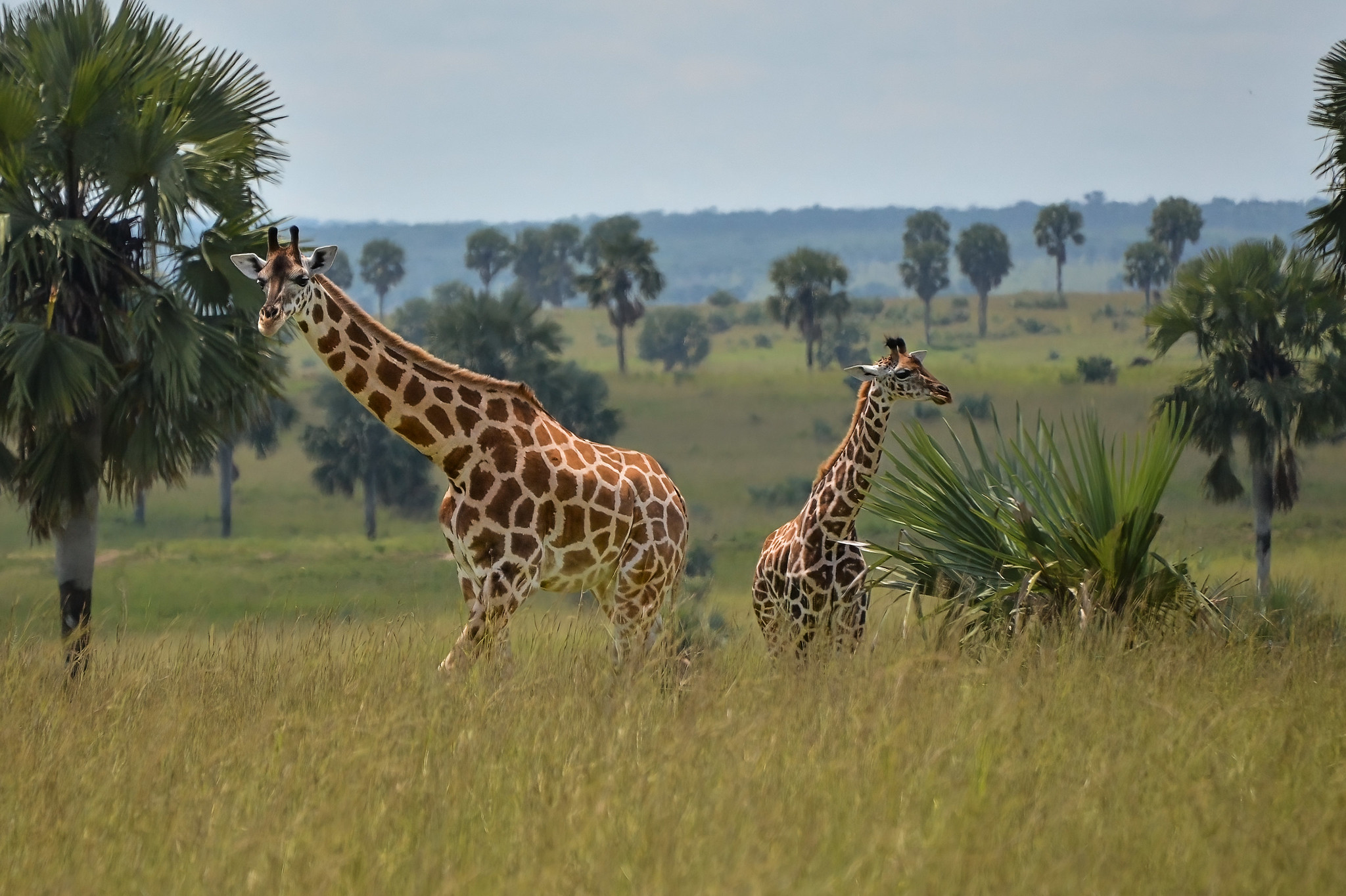 Uganda Wildlife and Cultural Encounter – 12 days
