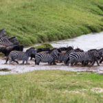 Unforgettable 6-Day Ngorongoro Crater and Tarangire Safari Adventure