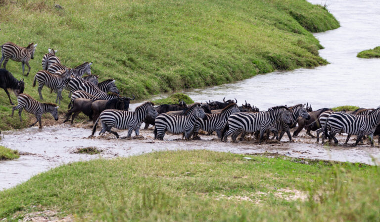 Unforgettable 6-Day Ngorongoro Crater and Tarangire Safari Adventure