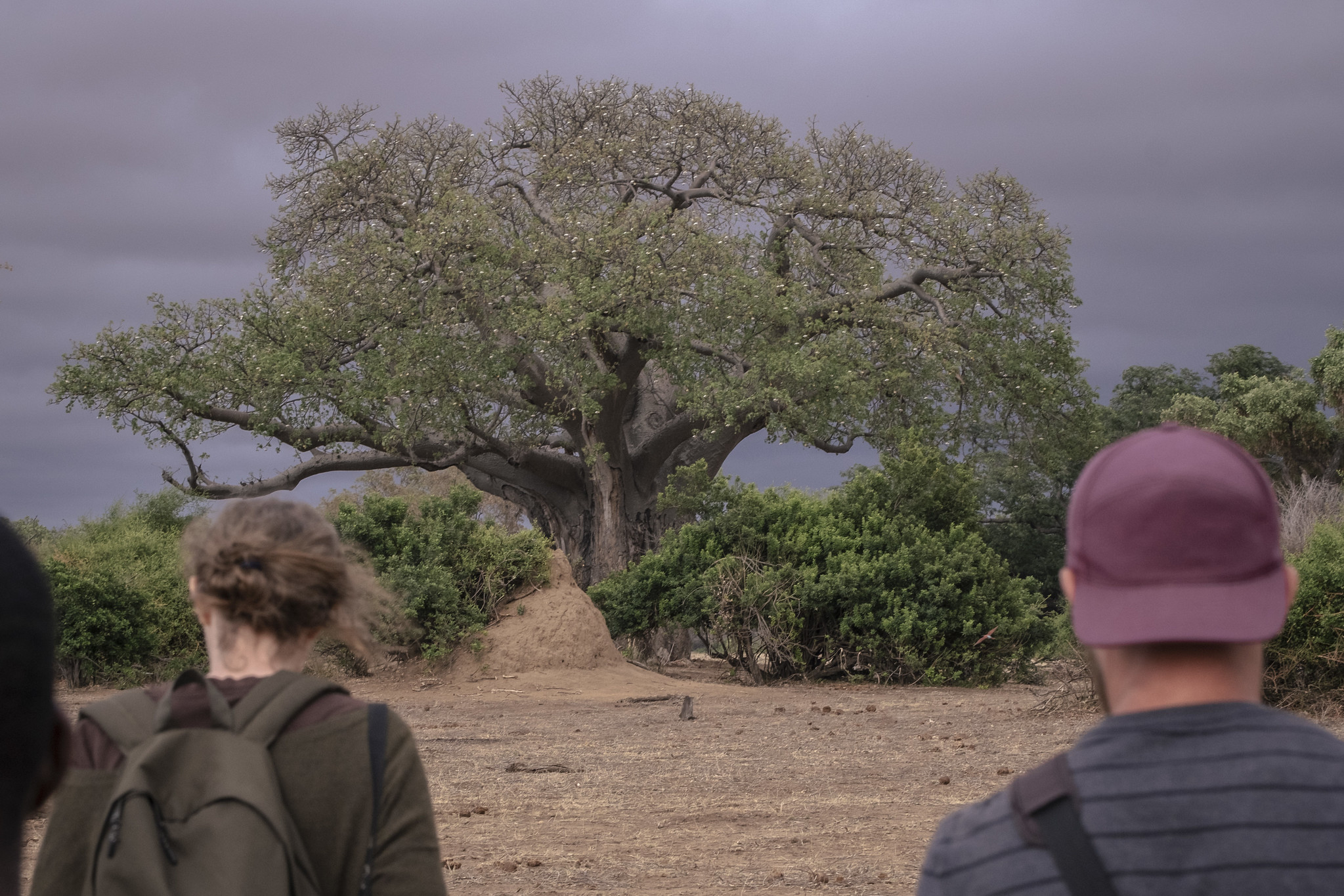 Zimbabwe Walking Safari – 7 days